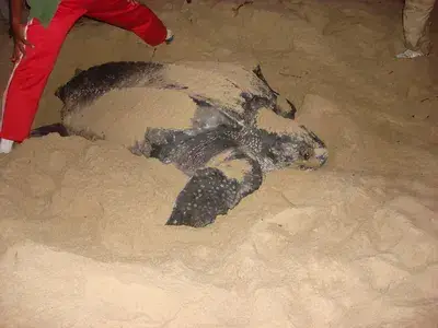 Midnight Turtle Trip